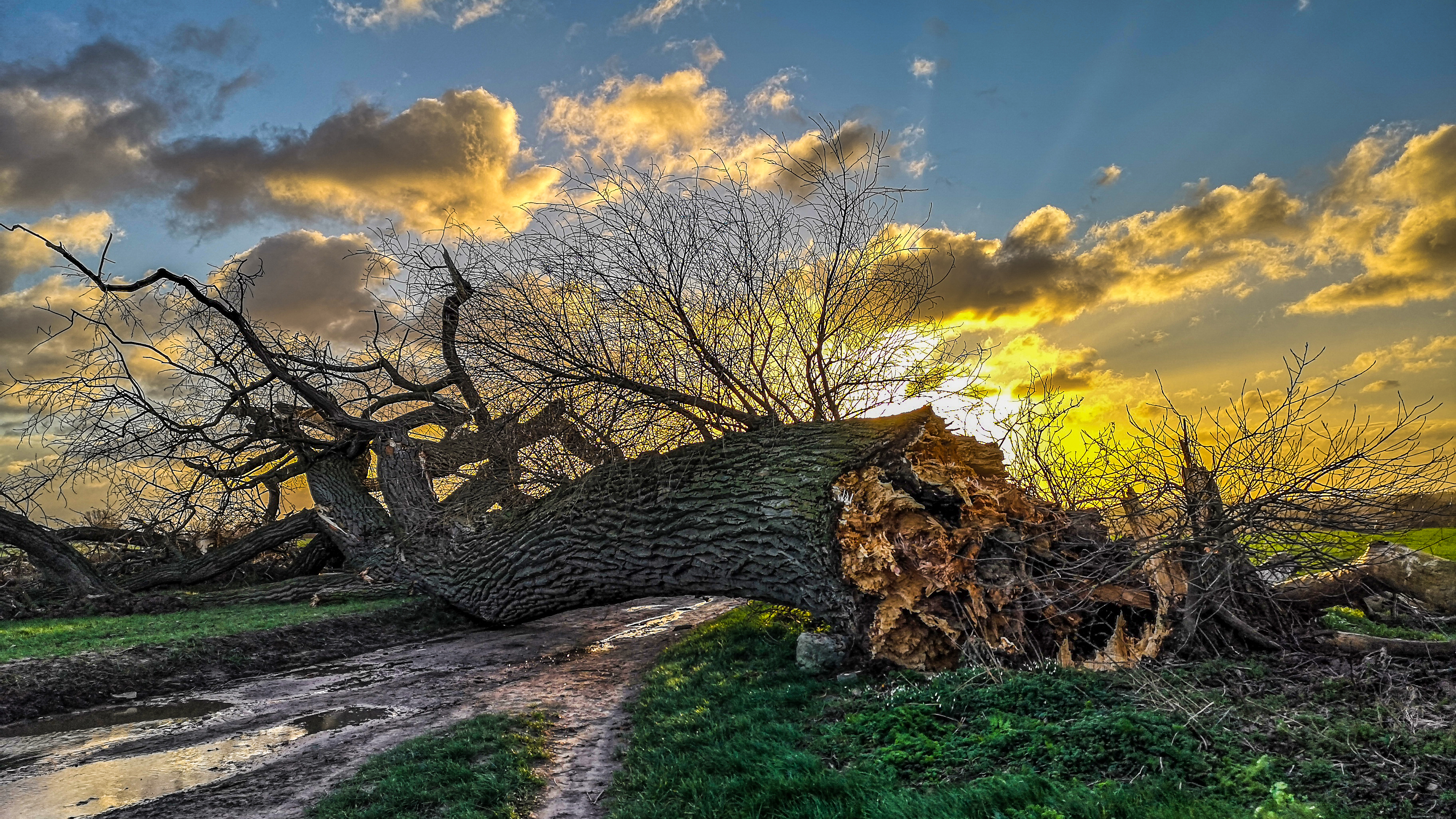 omgevallen erfgoedboom bij zonsondergang