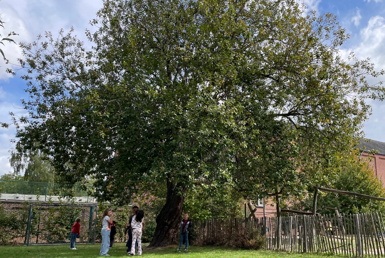 Groene speelplaats van Kiempunt campus Buggenhout met grote boom