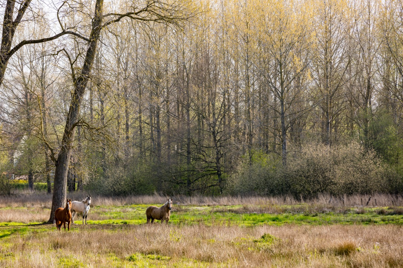 Foto van het bos Drooghout