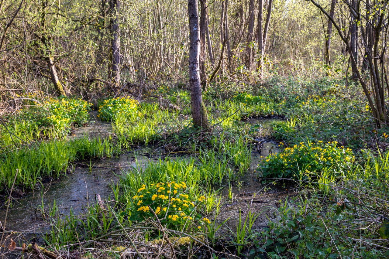 Foto van het bos Drooghout