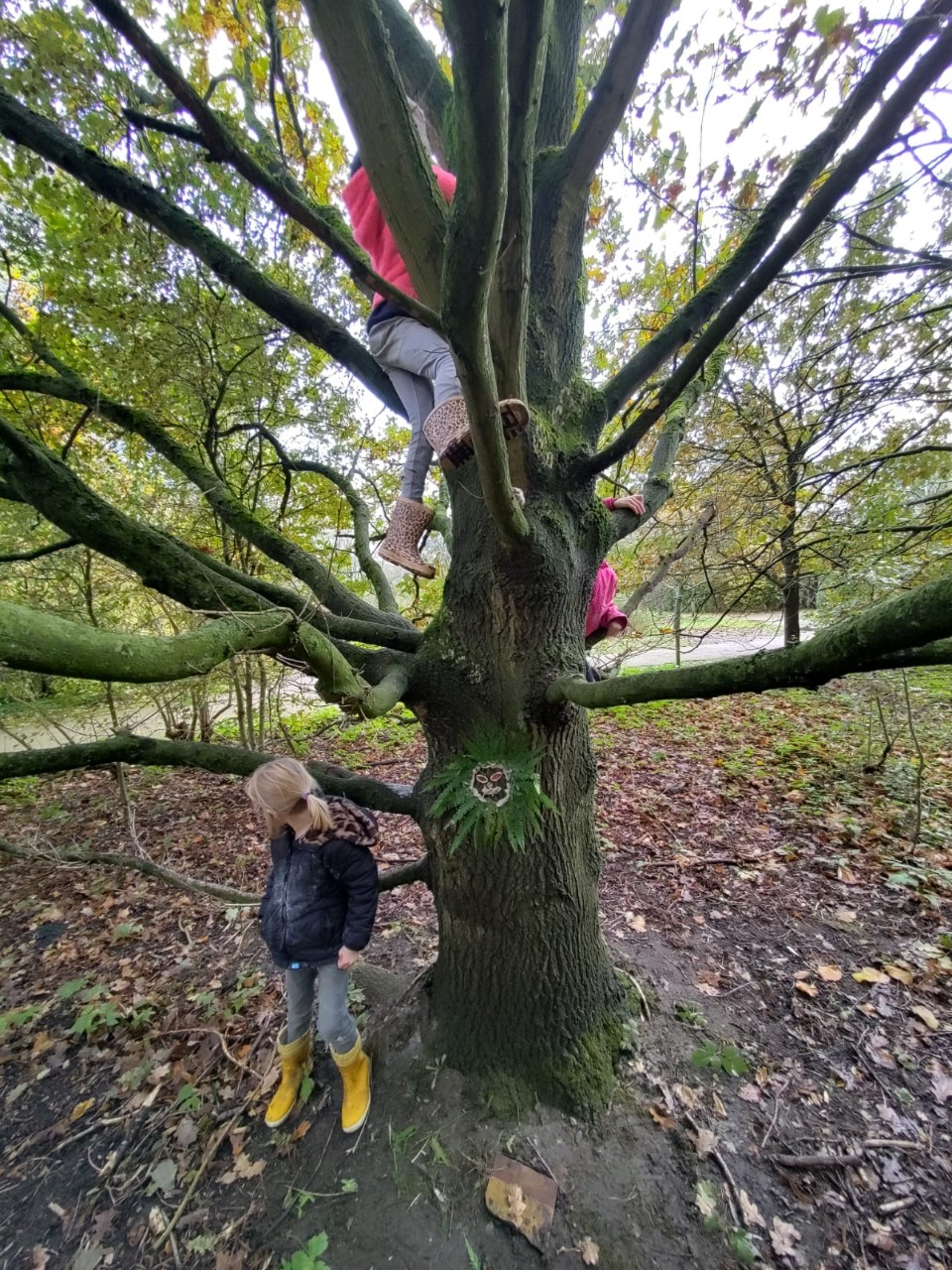 kinderen klimmen in een boom