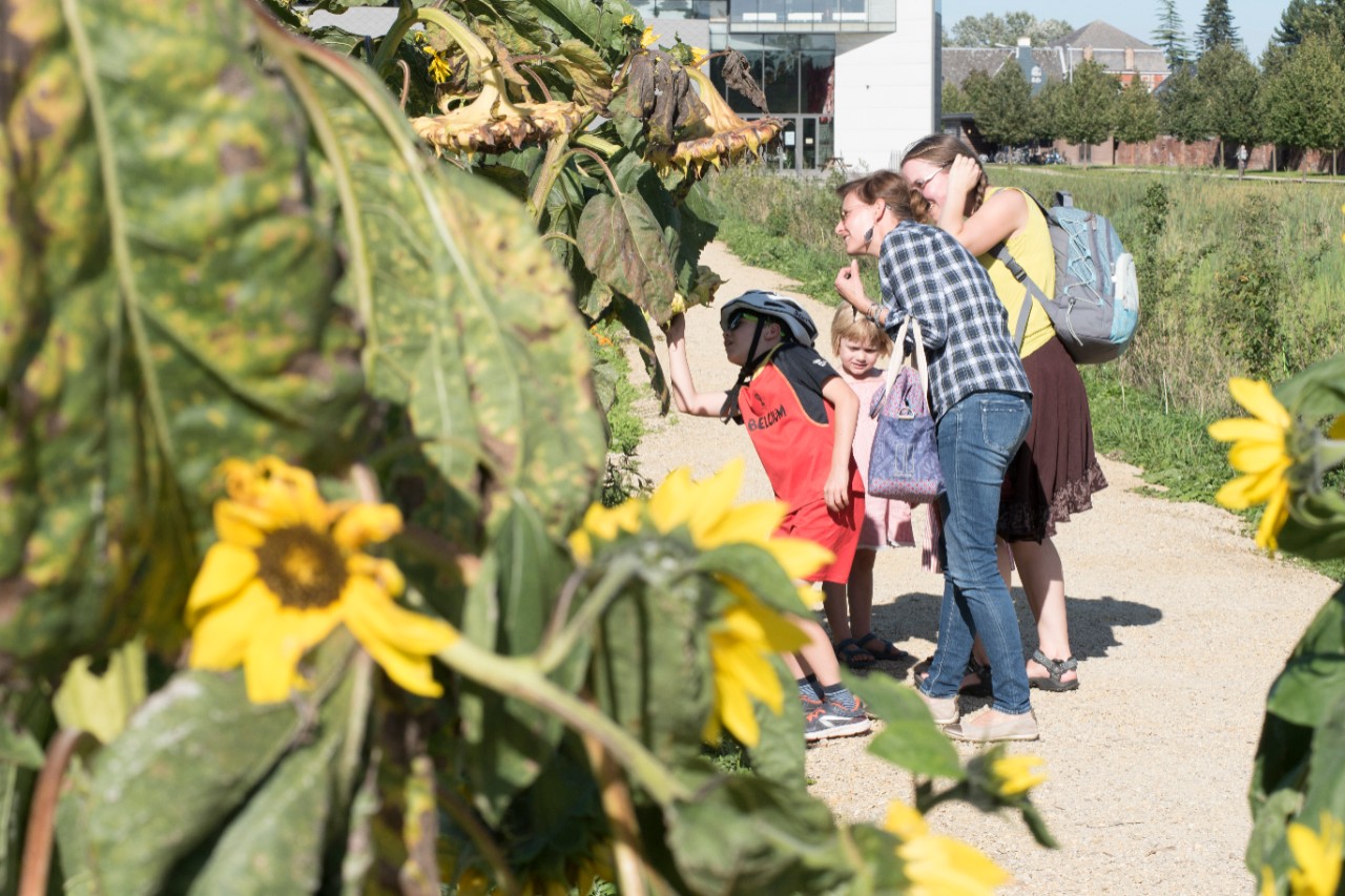 Ename Archeopark bezoekers kijken naar de zonnebloemen