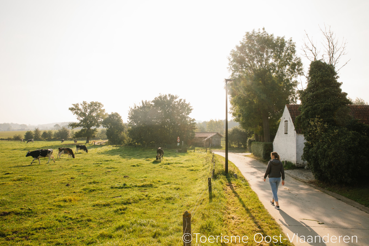 landschap Vlaamse Ardennen en koeien