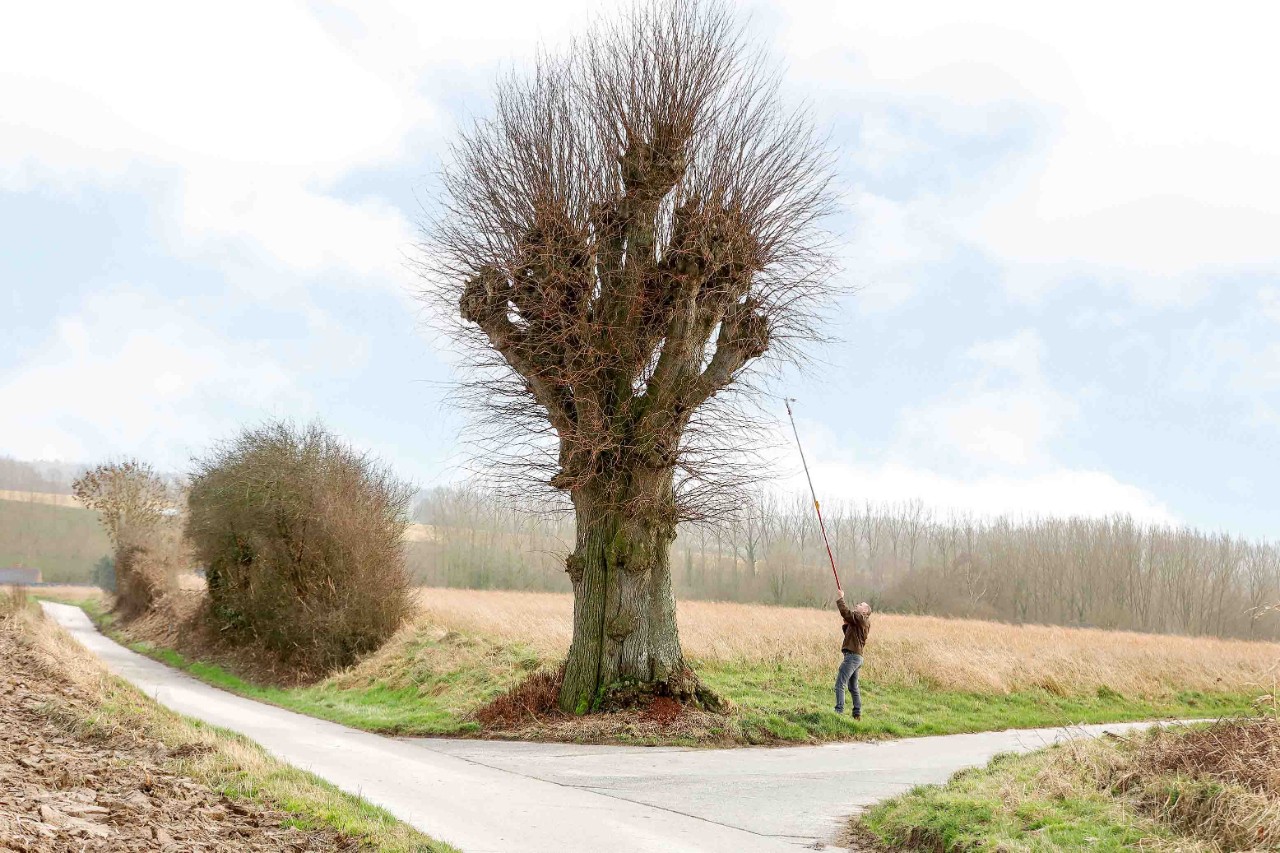 Een man neemt stekken van een erfgoedboom