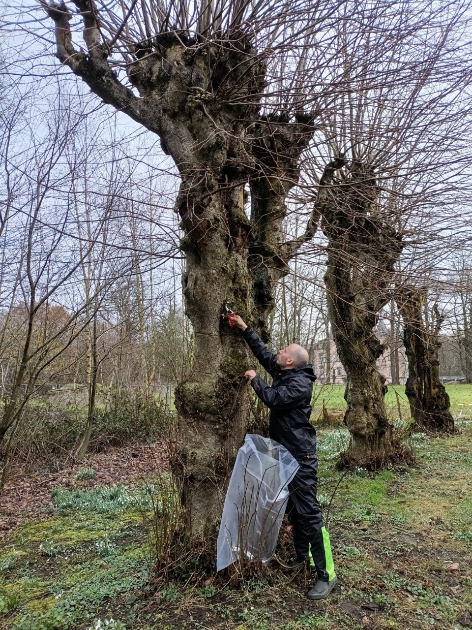 Man neemt stek van Erfgoedboom