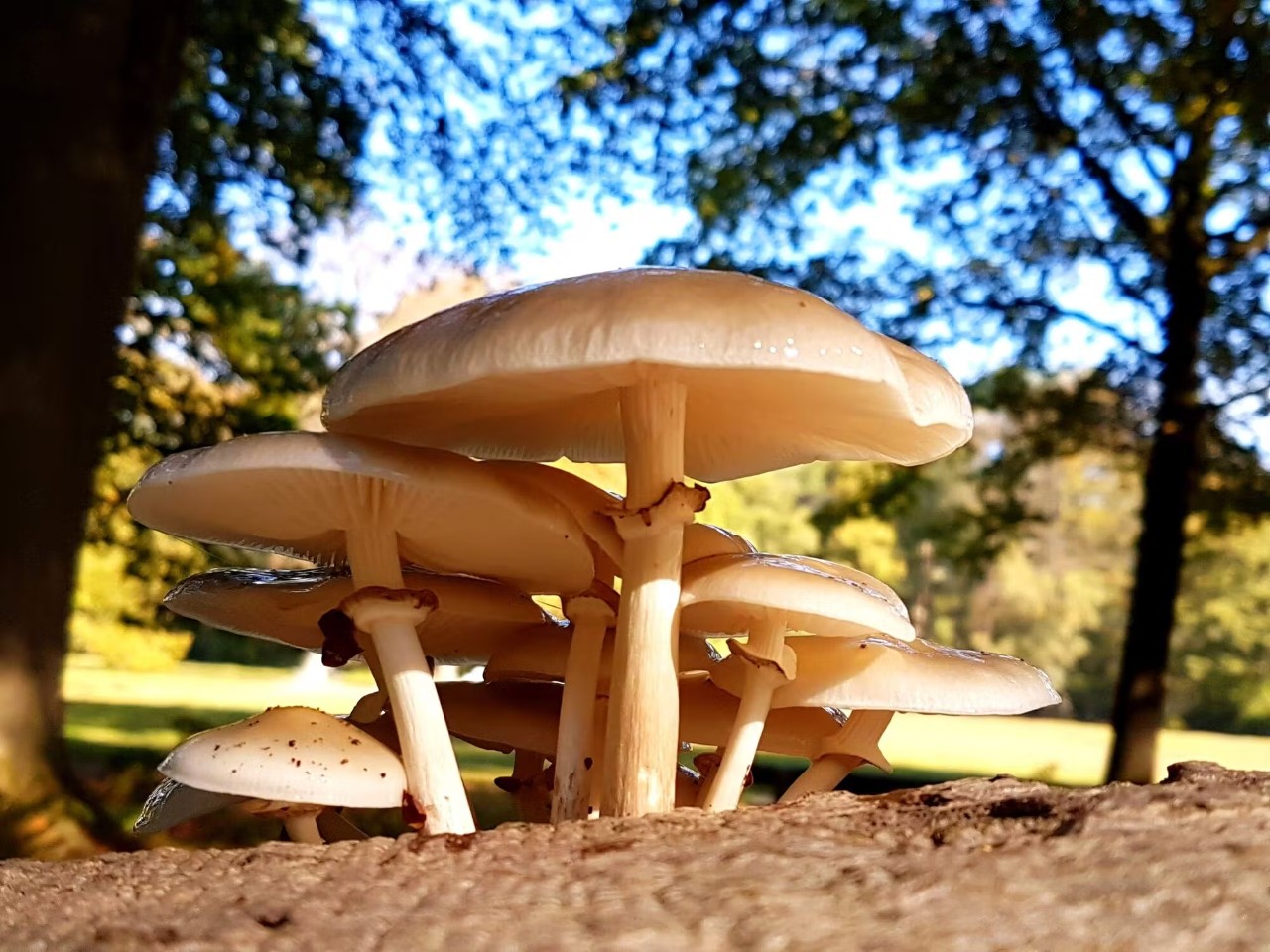 Paddenstoelen in het leen