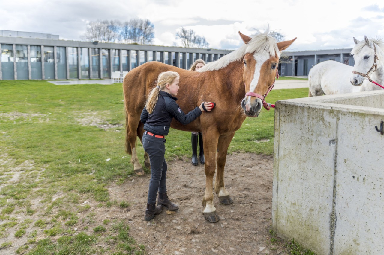 meisje borstelt paard tijdens ponykamp 