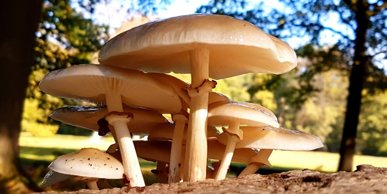 paddenstoelen in het leen