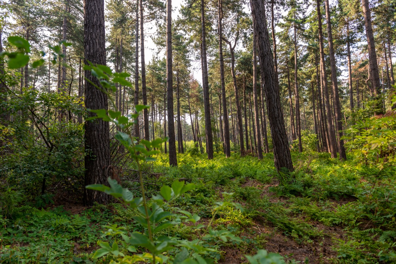 bomen in het kloosterbos