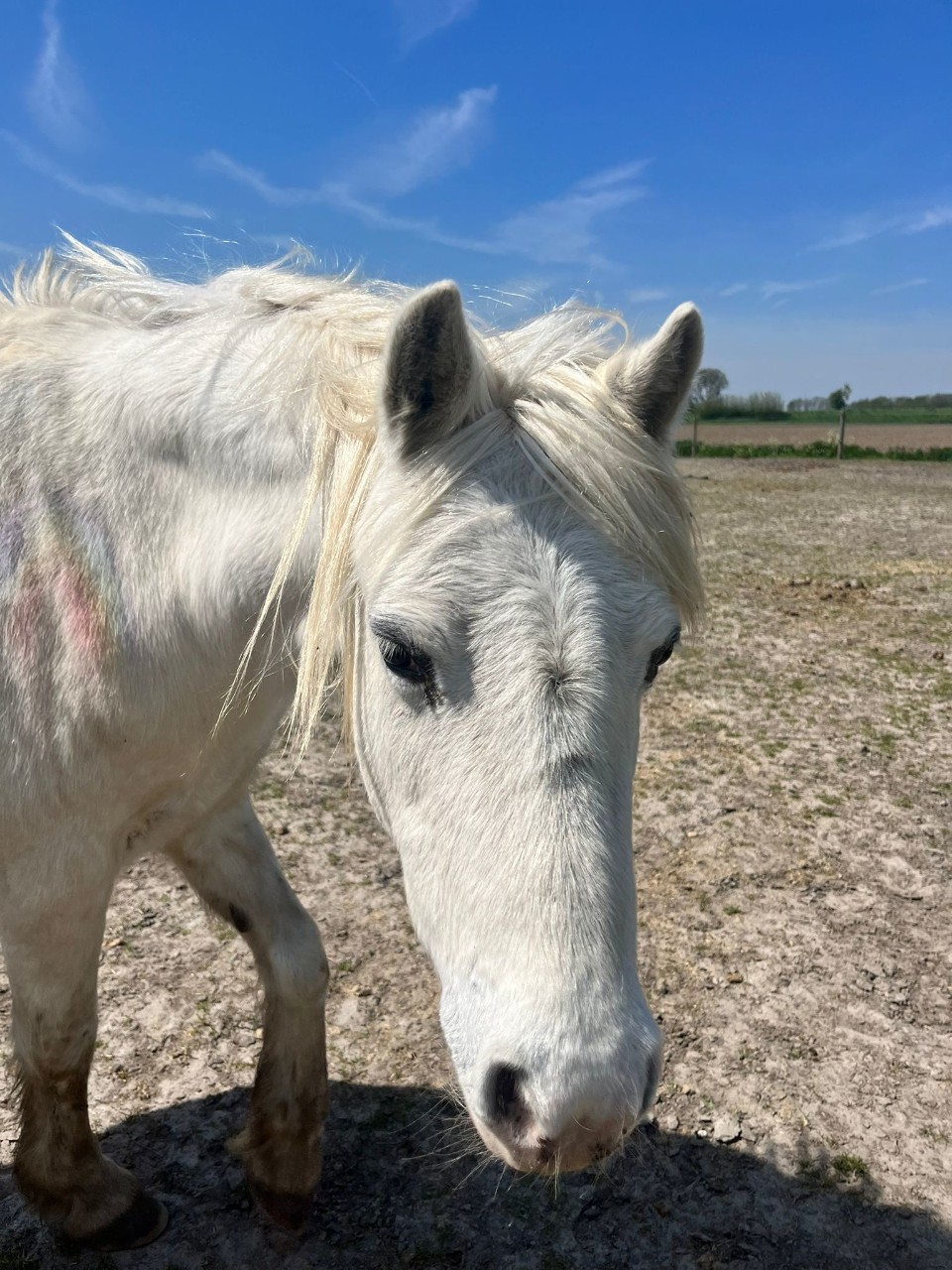 pony Rienske