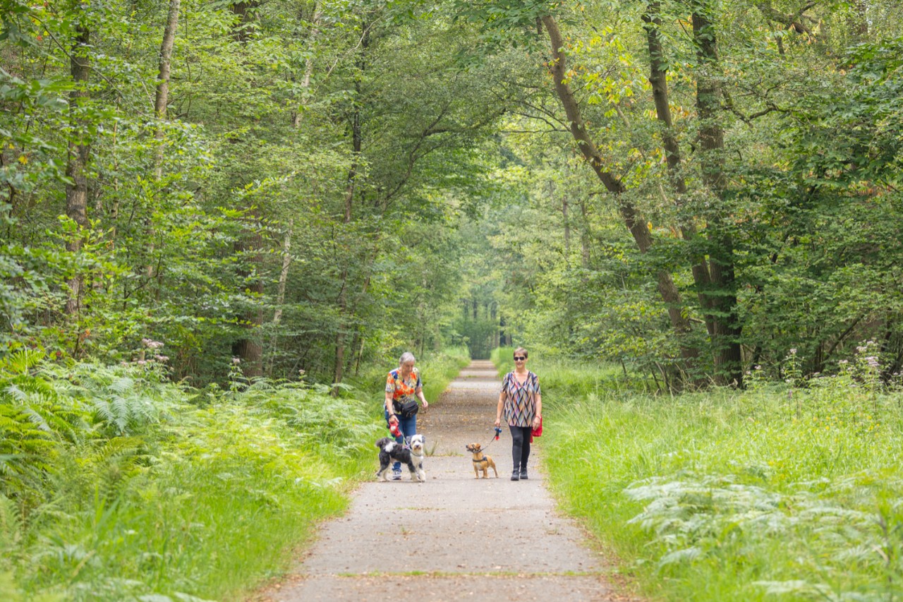 twee volwassenen op wandel in het leen met honden aan de leiband