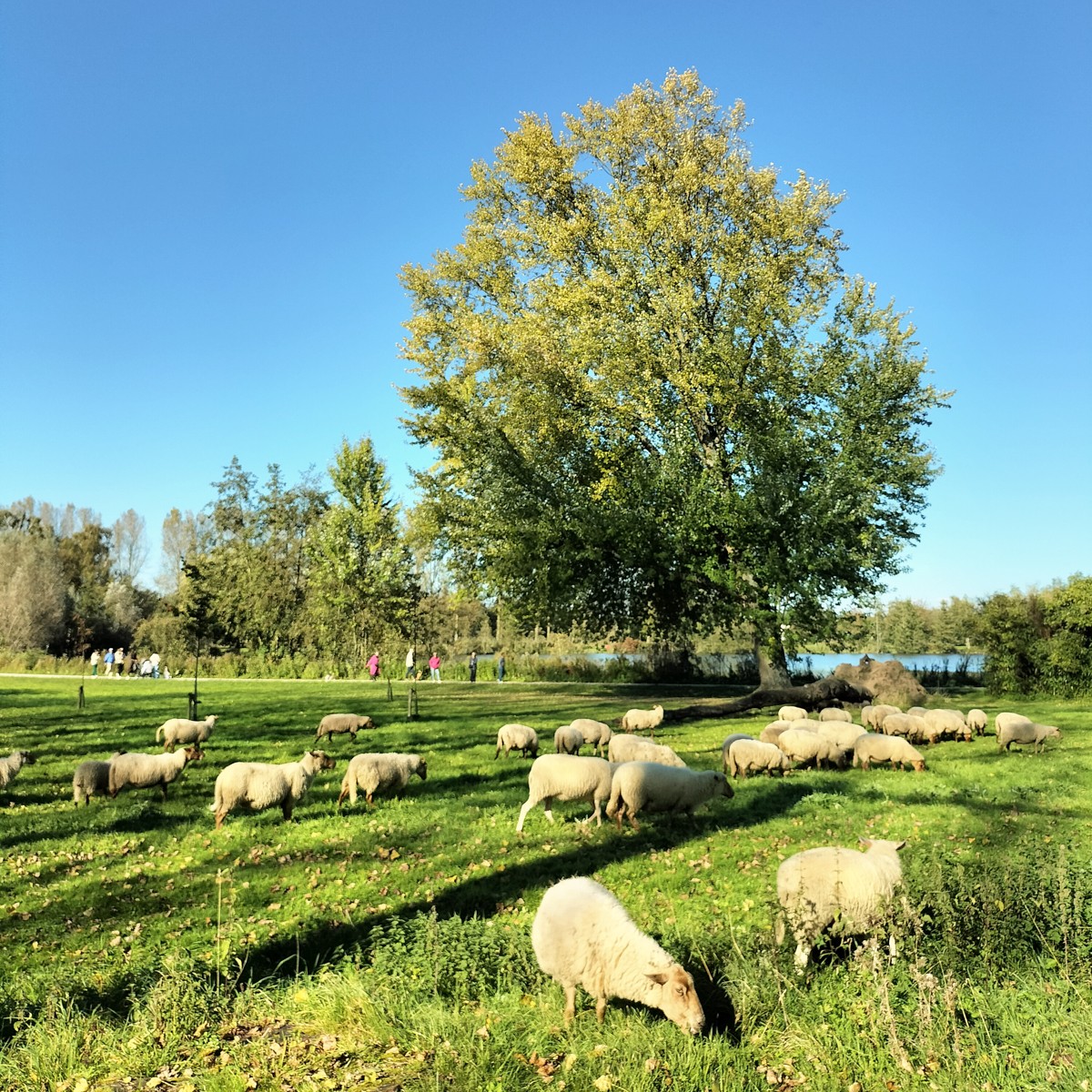 op stap met de herder en zijn schapen
