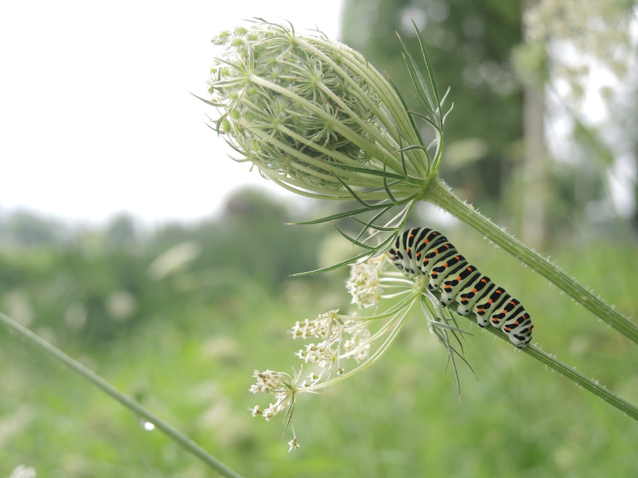 een rups op een bloem in een berm