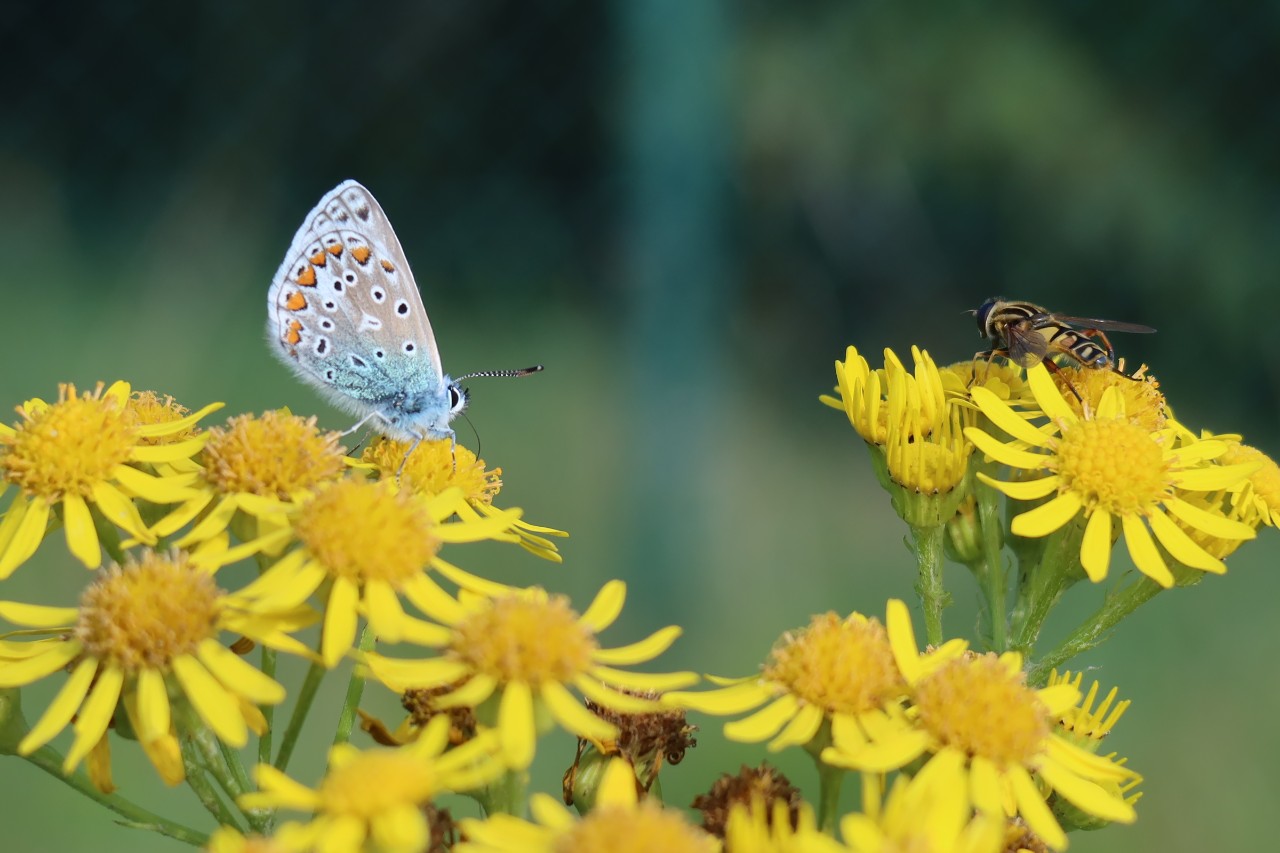 een vlinder op Jacobskruid