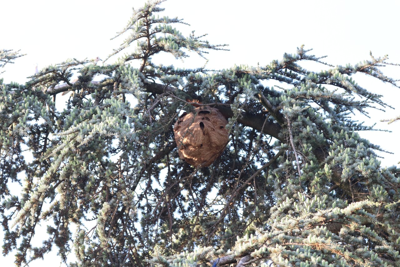 Het nest van de Aziatische hoornaar in een boom