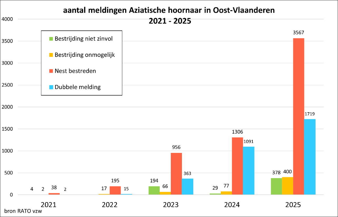 grafiek meldingen aziatische hoornaar van 2021 tem 2025